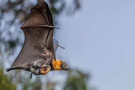 With a baby in tow, a gray-headed flying fox uses her large eyes to navigate, rather than relying on echolocation as other bat species do.&nbsp;