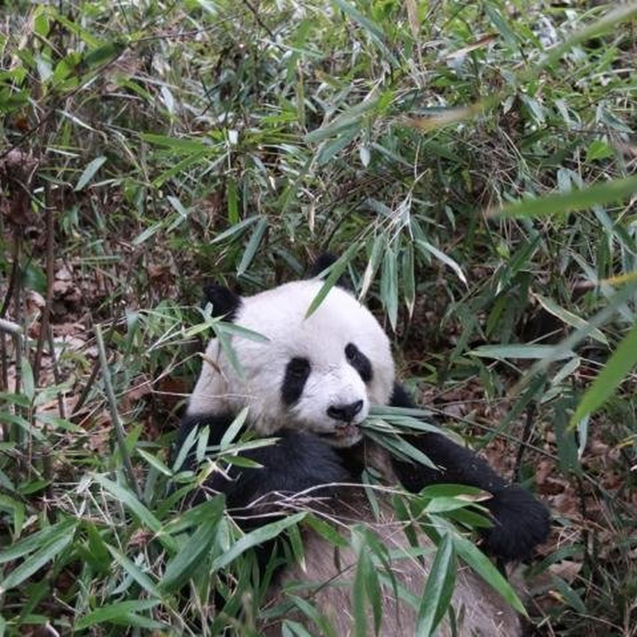Panda Sleeping On Bamboo