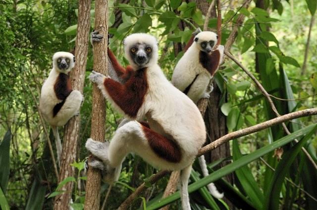 Why People Turn to Lemurs and Other Endangered Animals for Dinner in  Madagascar | Science| Smithsonian Magazine