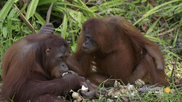 Preview thumbnail for A Shy Orangutan Shares Her Breakfast With a Friend