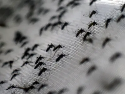 Aedes aegypti mosquitoes can spread dengue fever to humans via bites.