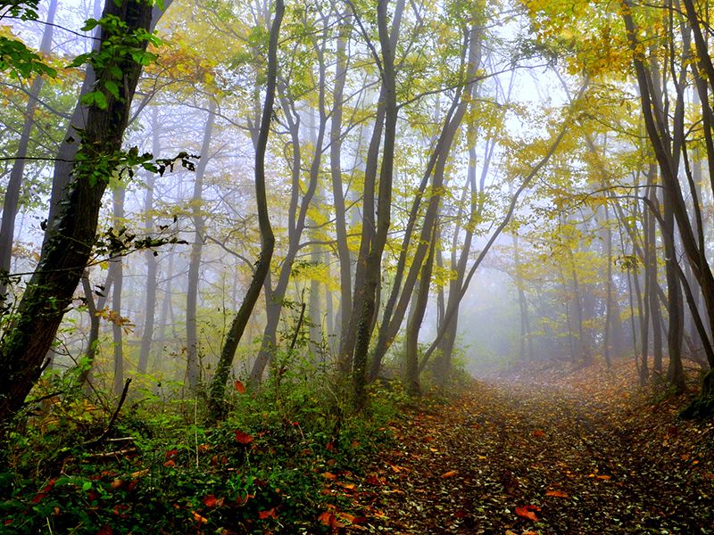 Forest in France