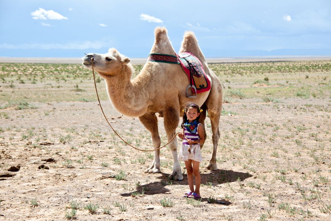 Young girl with a camel in the Gobi Desert in the Mongolia ...