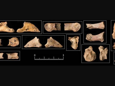Selection of gazelle bones from Space 3 at Shubayqa 6 displaying evidence for having been in the digestive tract of a carnivore.


