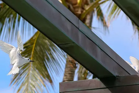 A seabird known as the white tern or Manu-o-Kū has surprised birders by taking up residence in Honolulu, Hawai‘i.
