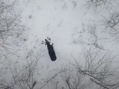 Derek Burgoyne captured the moment a moose sheds its antlers using a drone in New Brunswick, Canada.