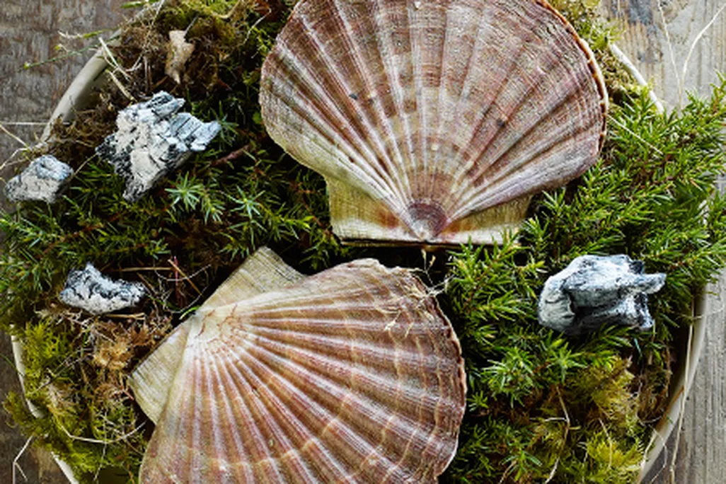 faviken scallops