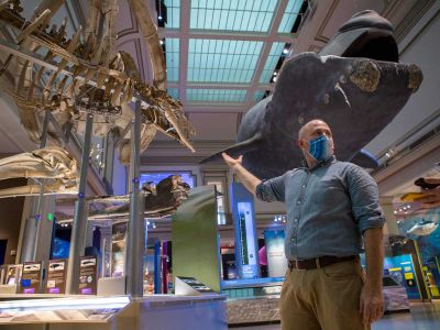 Nick Pyenson, the Smithsonian Institution&rsquo;s curator of fossil marine mammals, compares the skeletons of ancient whales to the life-sized model of a North Atlantic right whale displayed at the National Museum of Natural History in Washington, DC. Whales have been evolving for more than 50 million years, and long before becoming ocean-dwelling giants, the earliest cetaceans walked on land.&nbsp;