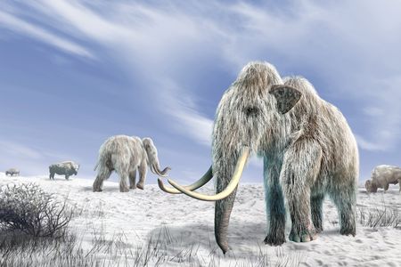 Frozen DNA evidence trapped in soil suggests that mammoth and wild horse populations petered out slowly, instead of vanishing quickly.