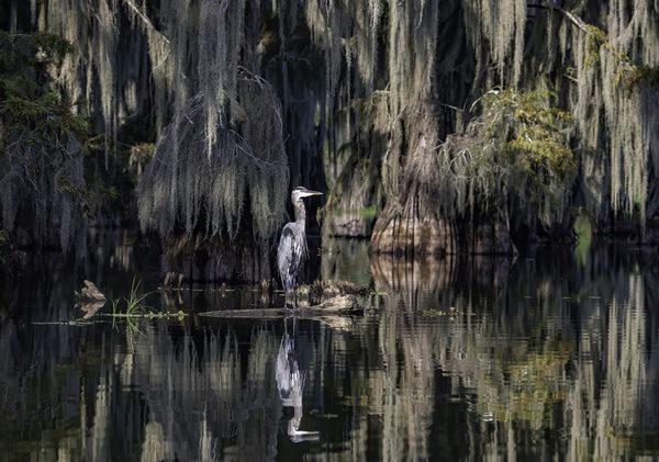 A Great blue heron stands very still in a Louisiana bayou. thumbnail