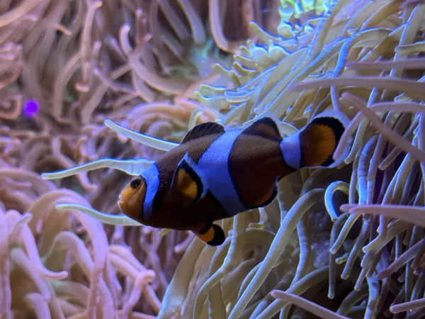 Clown Fish thumbnail