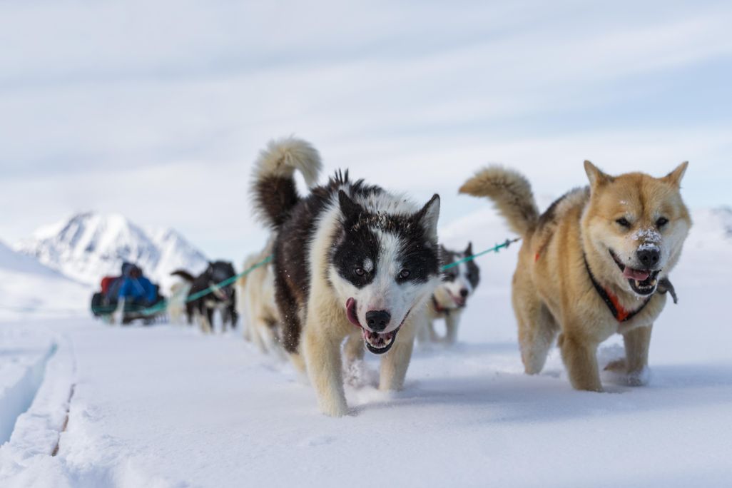 Greenland sled dogs