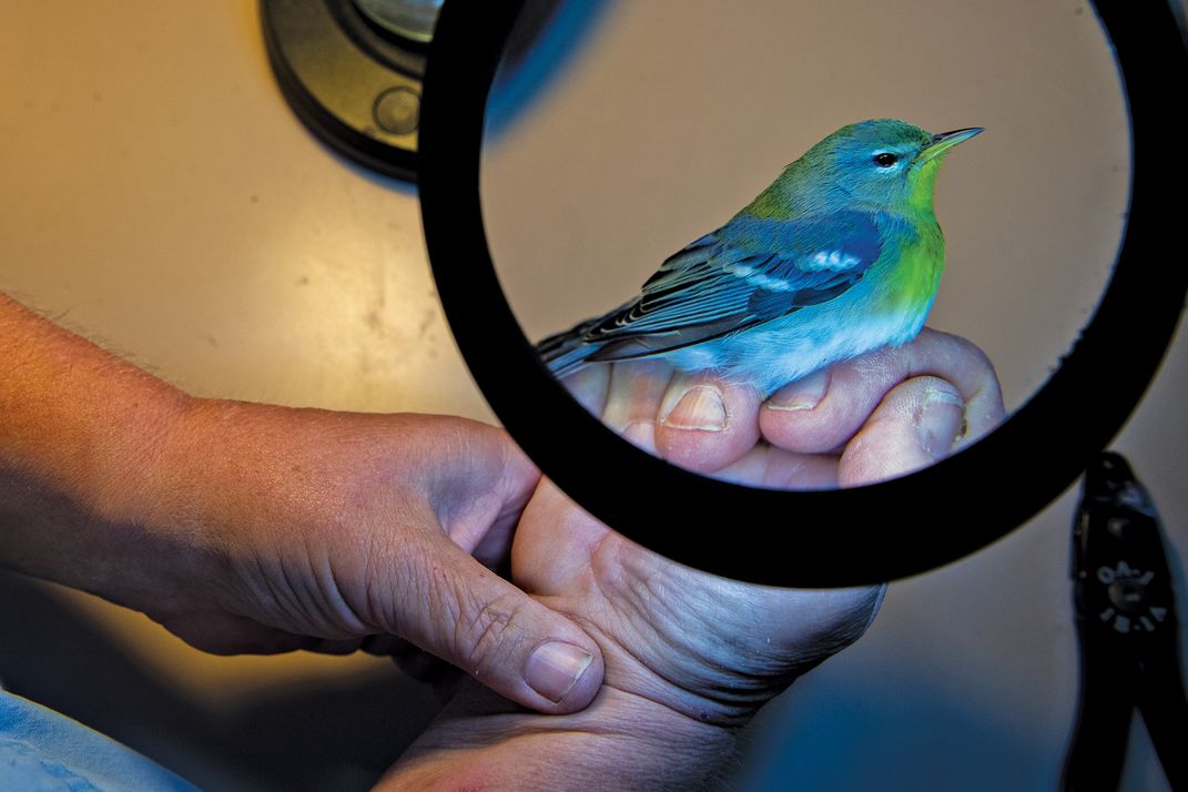 northern parula bird