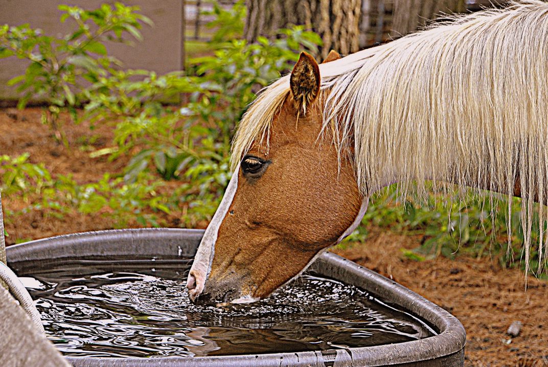 Horse drink