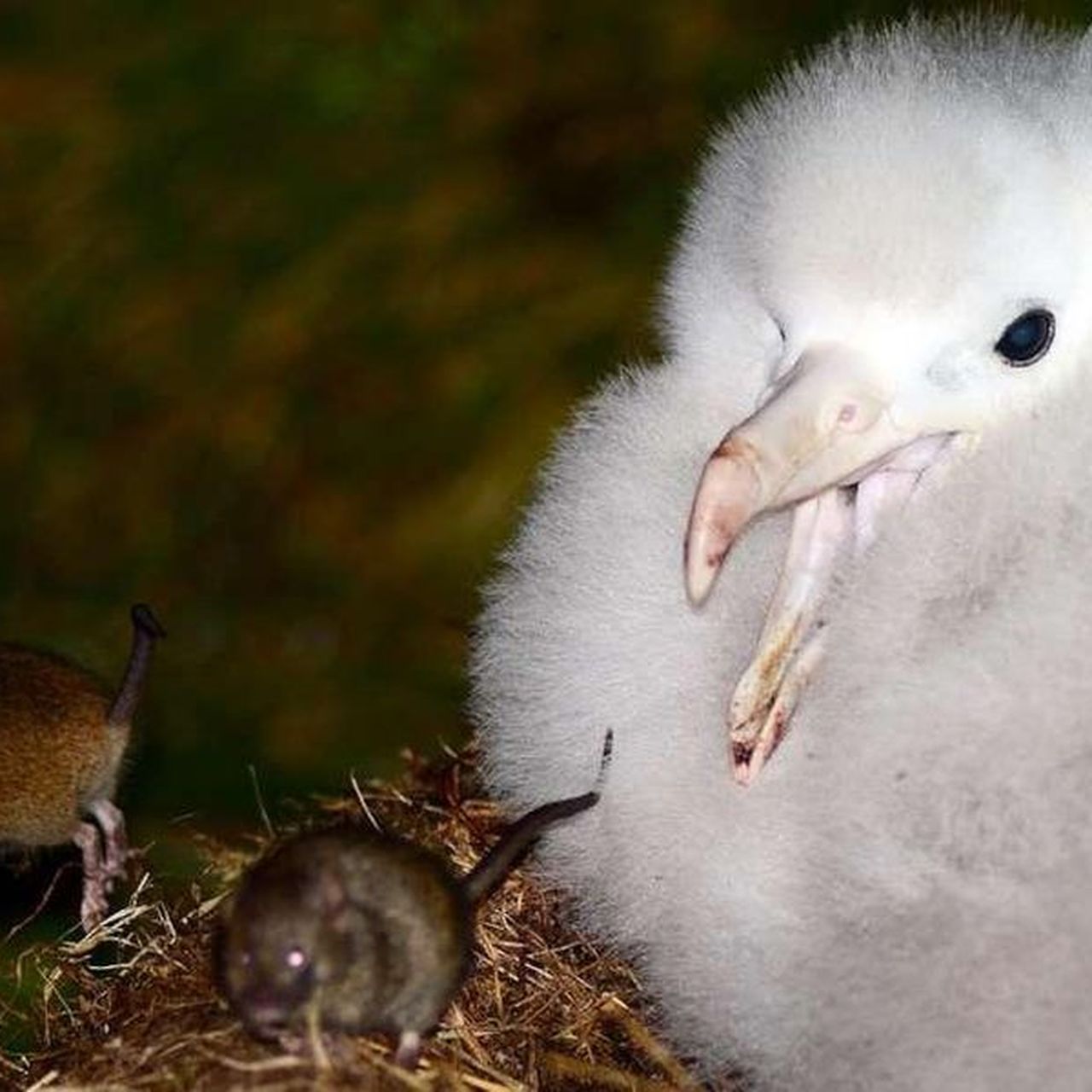 Endangered Birds Rspb
