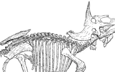 A line-drawing of the Triceratops known as "Raymond."