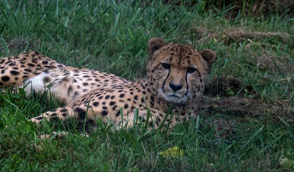 The first cheetah cub born at the Smithsonian Conservation Biology Institute celebrated his 10th birthday last year, marking a decade of the facility's successful cheetah breeding program.