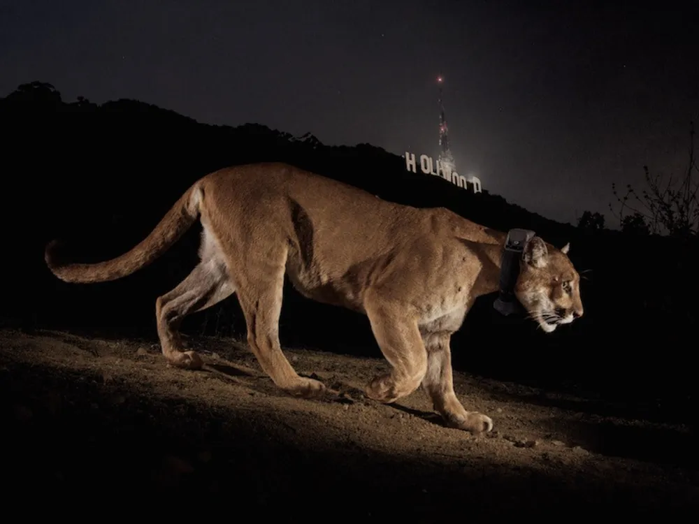 a cougar walks at night with the Hollywood sign in the background