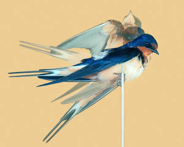 Barn Swallow thumbnail