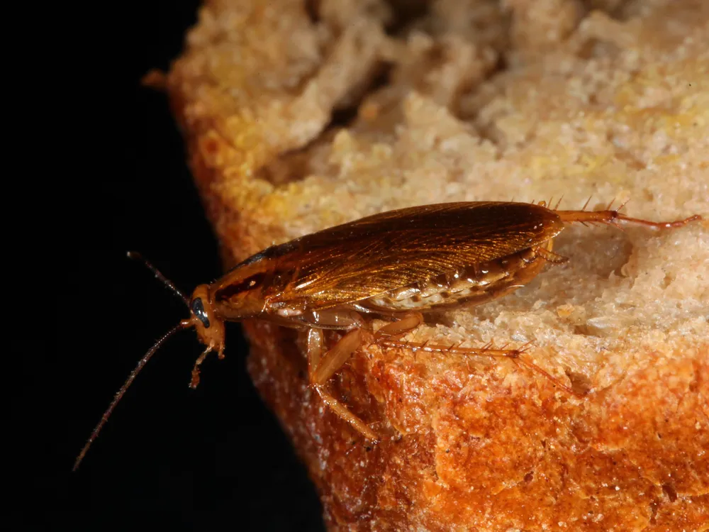 A cockroach on a piece of bread