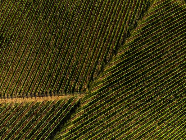 From lines to wines thumbnail