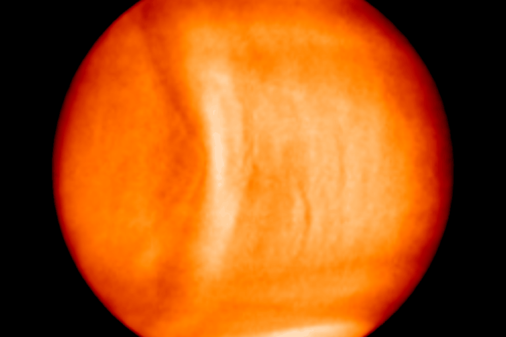 Venus Wave