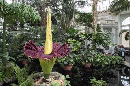 Around 1,200 residents stopped by to touch, photograph, and view the Alameda corpse flower. (Not pictured)

