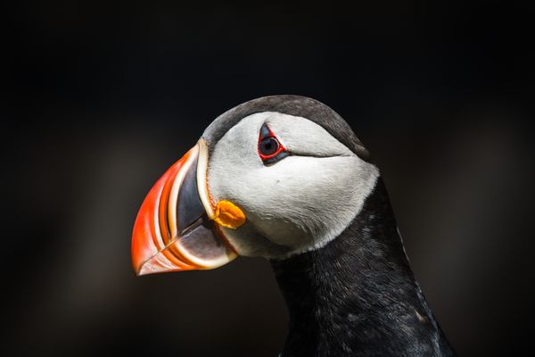 Portrait of Puffin thumbnail