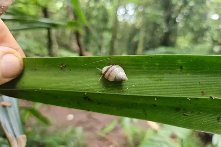 This&nbsp;adult Partula tohiveana snail doesn&#39;t have a dot of UV-reflective paint on its shell, meaning it was born in the wild.