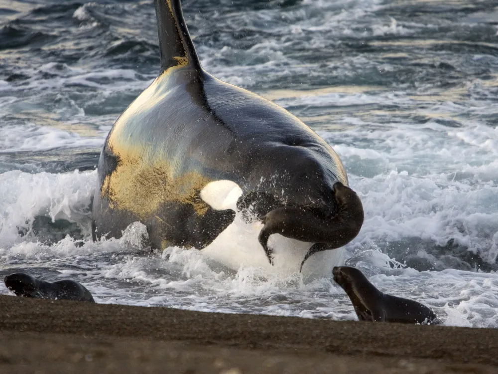 An orca near shore holds a seal in its jaw while other seals sit on the beach