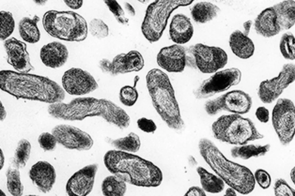 bacteria-388.jpg