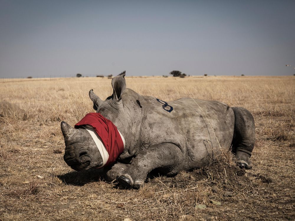 Blood Moon: Rescuing the Rhino - Rizzoli New York