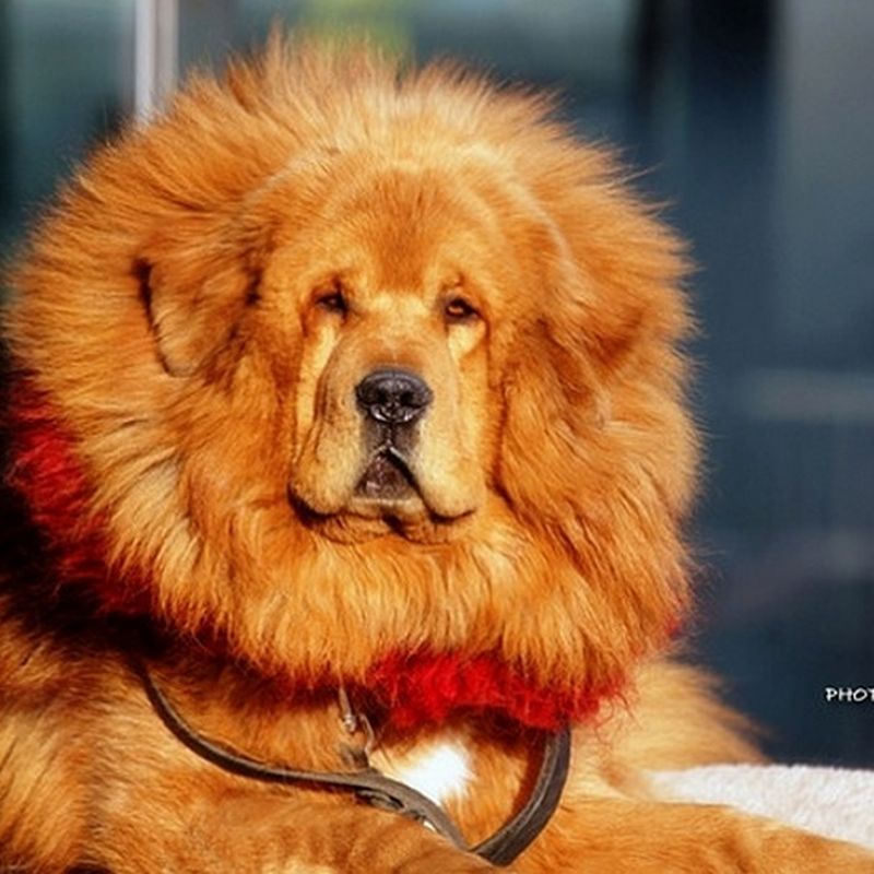 Tibetischer Mastiff Preis