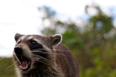 Not a sick raccoon, but one that is certainly riled up.