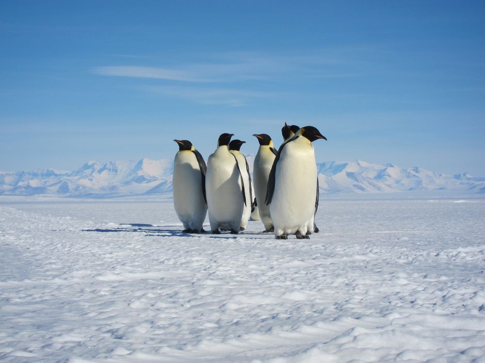 01_09_2014_penguins.jpg