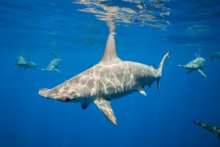 Scalloped hammerhead sharks off the Kona coast of the Big Island of Hawaii