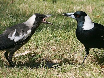 Magpies are highly social and live in groups of two or 12 individuals that defend, occupy, and breed cooperatively.