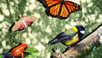 A Poisonous Diet Gives These Animals Their Own Toxic Defense