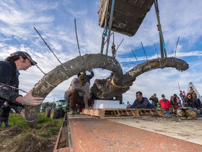 The team had a single day to uncover the massive mammoth's skeleton.