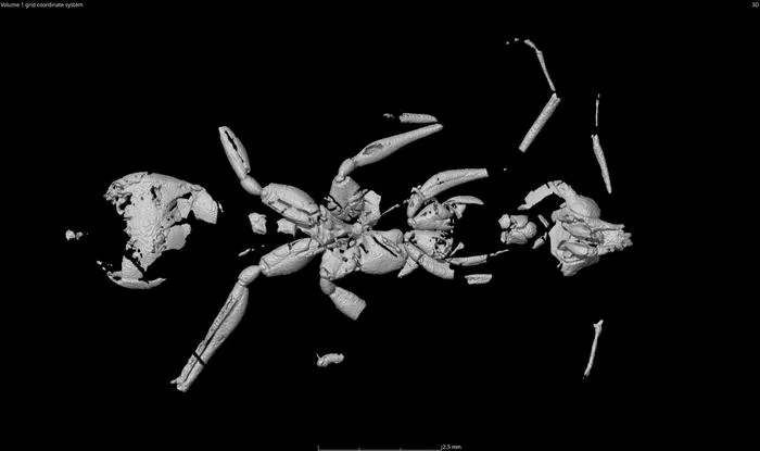 the micro-CT scan of the hell ant specimen
