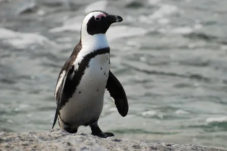 Jackass penguin calls don't sound like human words. But the two forms of communications follow the same linguistic laws.
