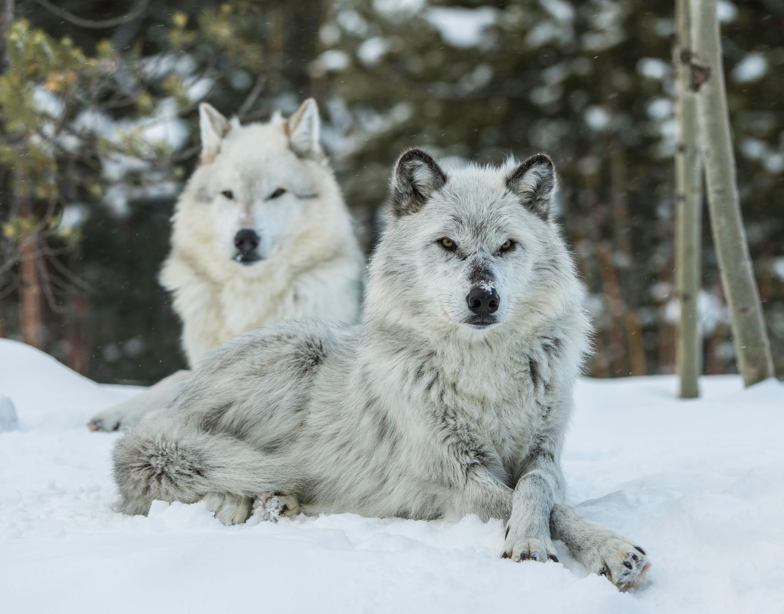 Тайцы волк. Норвежский волк. Норвегия волки. Волк сидит. Скандинавский волк.