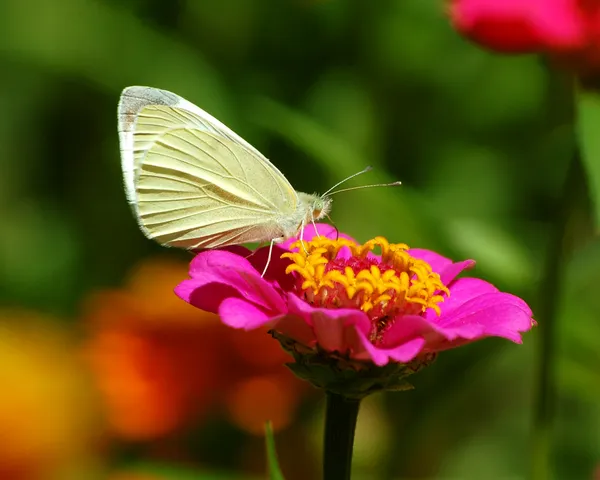 Cabbage Butterfly on Zinnia thumbnail