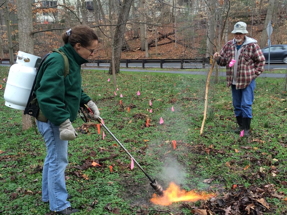 A New Weapon in the War on Weeds: Flamethrowers