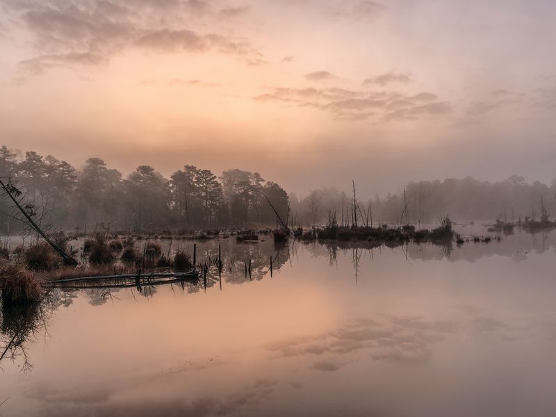 Goshen Pond NJ Pinebarrens Smithsonian Photo Contest Smithsonian