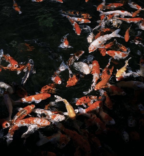 Ripples of Light thumbnail