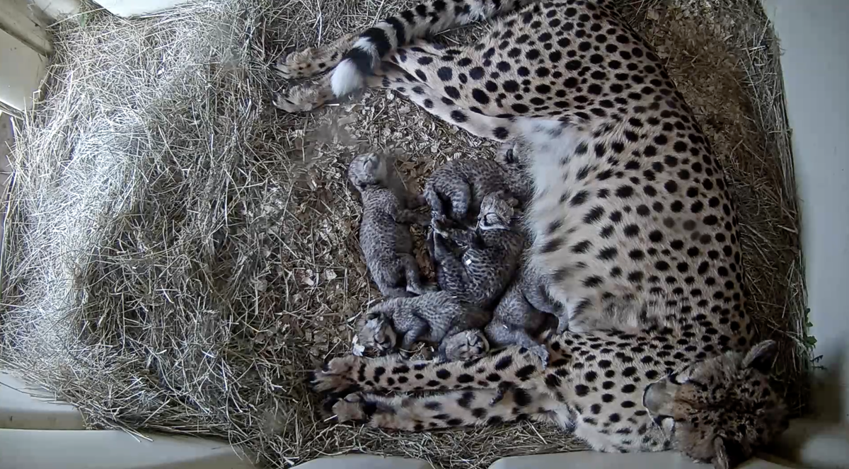 Watch Five Adorable Newborn Cheetah Cubs Grow on a Livestream From the Smithsonian's Conservation Biology Institute