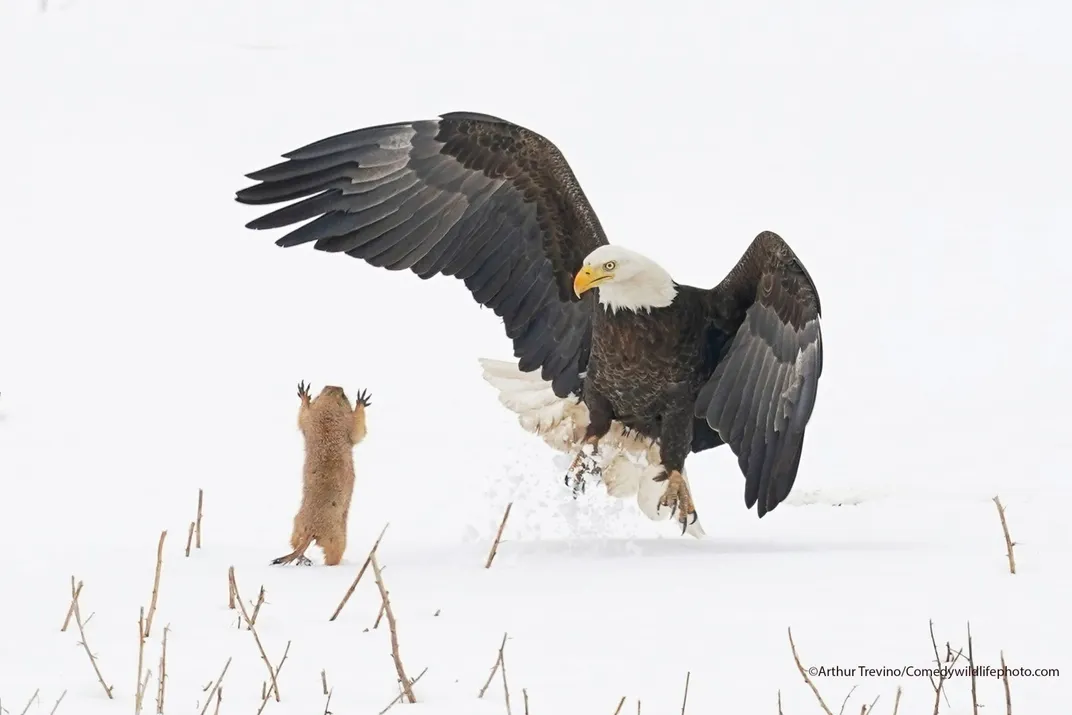 A small prairie dog and large bald eagle face off in the snow