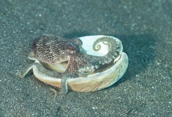 Coconut Octopus, Lembeh Strait, Indonesia thumbnail