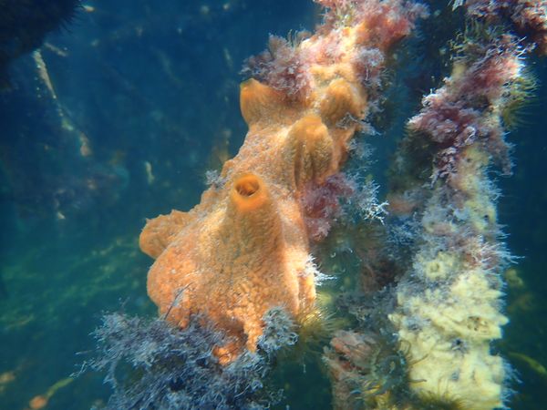 Bright Coral in an eerie dark mangrove thumbnail